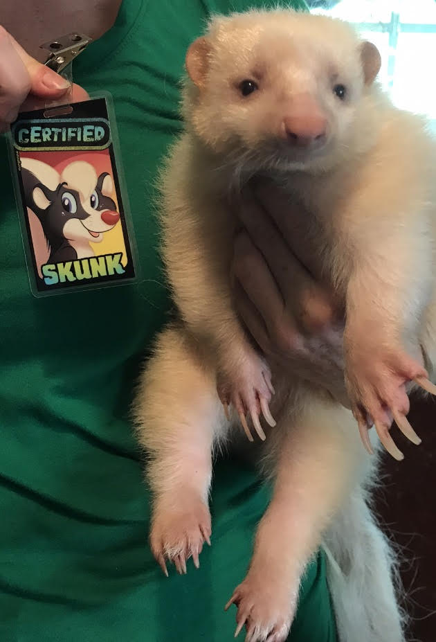 Skunk Adoption
