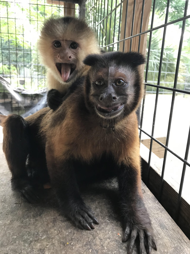 Monkey Adoption