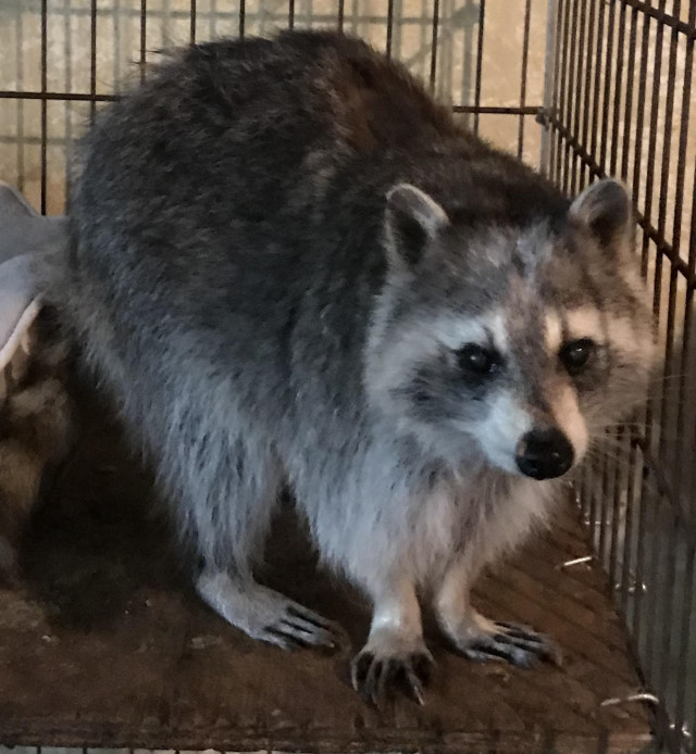 Raccoon Adoption